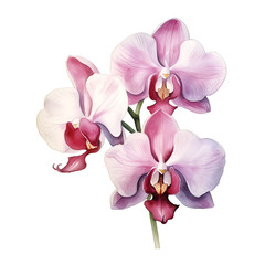 Obraz premium Watercolor clipart orchid 