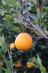 Green unripe lemon. High quality photo