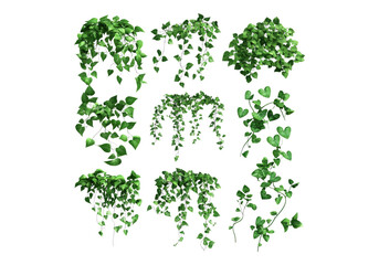 Fototapeta premium Set of creeper plants.