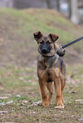 dog on a leash on a walk