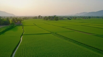 Obraz premium Lush green rice fields at sunset with distant mountains and peaceful landscape in the countryside