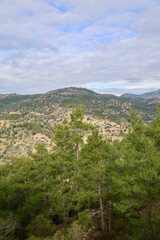 Fototapeta premium Young pine forest. High quality photo