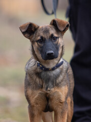 dog on a leash on a walk