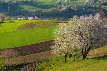 Picturesque spring meadow with blooming cherry tree. Spring paradise with blooming trees. Historic agrarian landscape, Hrinovske lazy, Slovak republic. Travel destination. Seasonal natural scene.  © Ivan