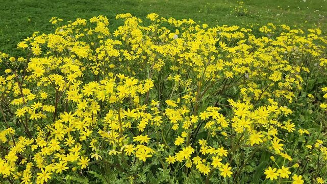 Yellow groundsel (Senecio sp) flowers blooming in the fields in February