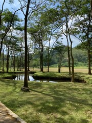 Stunning view of trees in the park