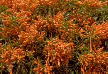 Background of Orange Trumpet vine flowers and leaves