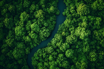 River through a forest. Aerial landscape of national park with lake and green trees, top view of wild nature with water stream. Ecology background