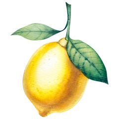 lemon with leaves.Watercolor illustration of lemon.Isolated illustration on white background. Lemon with leaf, watercolor