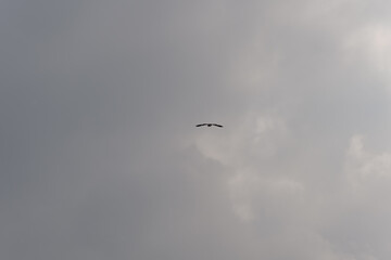 A bird is flying in the sky. The sky is cloudy and grey