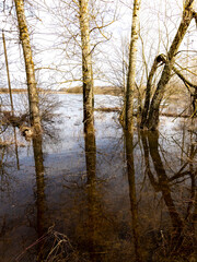 Pond with trees in the background