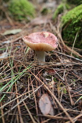 Mushroom dry grass. High quality photo