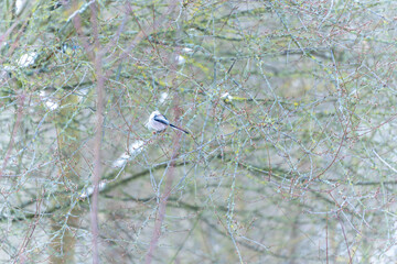 A bird is sitting on a branch of a tree. The branch is covered with leaves. The bird is white in color