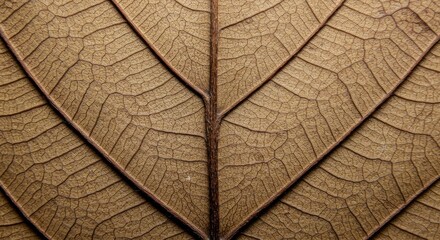 Obraz premium autumn leaf texture