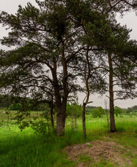 Obraz premium Forest with a few trees and a field of grass