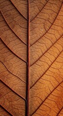 Obraz premium autumn leaf texture