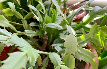 A vibrant cactus plant is flourishing in a cozy indoor setting, basking in sunlight. The leaves display a rich green hue, creating a refreshing atmosphere