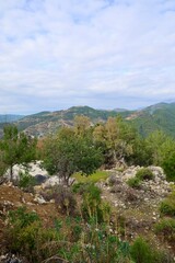 Naklejka premium Young pine forest. High quality photo