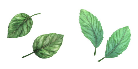 Realistic Green Leaves with Textured Details for Nature and Botanical Themes