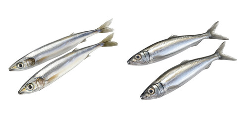 Fresh Silver Fish Isolated on White Background Ideal for Culinary and Market Presentation