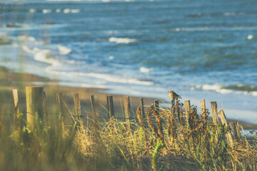 Seaside Serenity with a Bird on a Fence