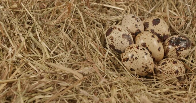 fresh quail eggs in meadow hay closeup dolly shot selective focus 4k 30fps