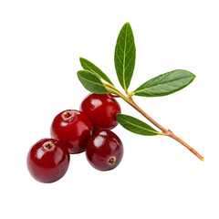 Fresh Ripe Cranberries &ndash; Vibrant Red Cranberry Fruits with Glossy Texture and Natural Juiciness 