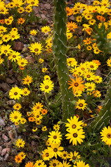 African daisies with cactus