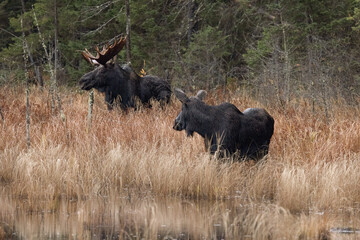 Bull Moose and Cow Moose in a Marsh, Northern Ontario Canada, Mizzy Trail, Wildlife Photography