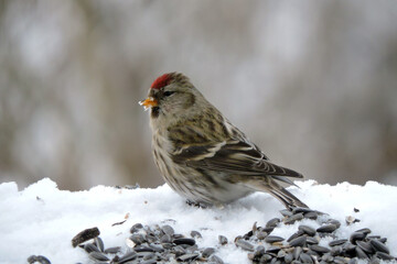 A portrait of a female common redpoll with a bright red patch on its forehead standing in snow, blurred background