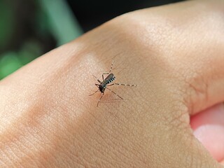 Aedes Mosquito on Human Skin Close-up
