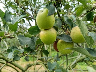 green apples on tree