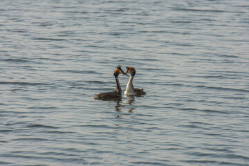 courting grebes in river Oude Ijssel