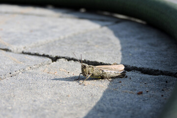 A bow-winged grasshopper on grey paving stones