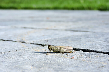 A bow-winged grasshopper on grey paving stones