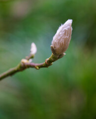 Beautiful close-up of a bud of magnolia blondii