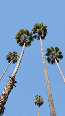 Fototapeta premium A city park in the Mediterranean region boasts century-old palm trees, offering a lush, serene oasis that stands as a testament to nature's enduring beauty and resilience