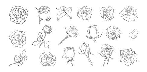 Hand drawn rose flower line art illustration with floral botanical elements nature outline and sketch style