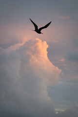 and clouds illuminated by the morning glow