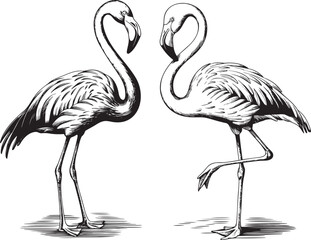 Vintage engrave flamingo art set illustration. Engraving flamingo bird vector illustration.