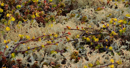 Obraz premium Arctic Tundra lichen moss close-up. Found primarily in areas of Arctic Tundra, alpine tundra, it is extremely cold-hardy. Cladonia rangiferina, also known as reindeer cup lichen.