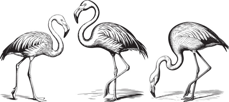 Vintage engrave flamingo illustration. Engraving flamingo bird vector illustration.