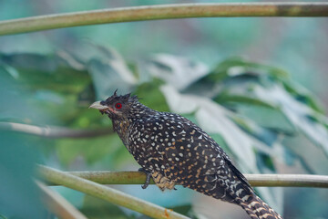 closeup of immature female Asian koel (Eudynamys scolopaceus) sitting in tree branches. Having blackish brown feathers with white wing dots, the bird is common in Indian subcontinent.