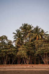 palm trees on blue sky paradise tropical travel 