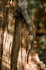 tree trunk with a lizard tale