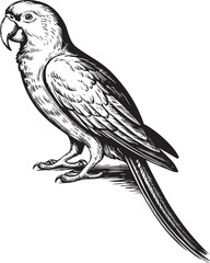 Vintage parrot illustration hand drawn engraving. Sketch tropical parrots vector illustration.