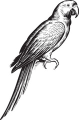 Obraz premium Vintage parrot illustration hand drawn engraving. Sketch tropical parrots vector illustration.