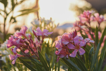 The pink inflorescence has long petals with a yellow center, surrounded by green leaves.