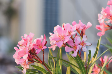 The pink inflorescence has long petals with a yellow center, surrounded by green leaves.
