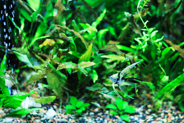 Beneath water serene surface, Angelfish gracefully swims in a densely planted tropical aquarium